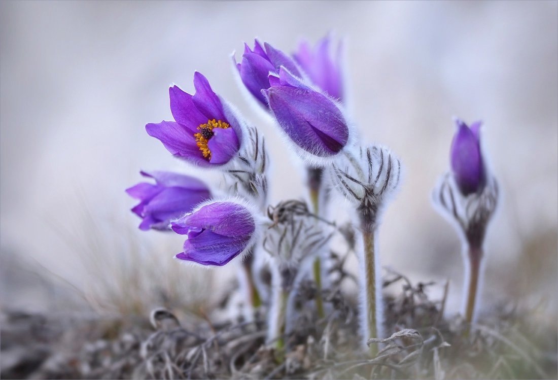 Картинка найдена на просторах интернета, ссылка https://yandex.ru/images/search?from=tabbar&img_url=https%3A%2Fi%2F.pinimg.com%2Foriginals%2Fa8%2F34%2Fа3f%2Fa83р43f81с2879b5e7bd5346274cf0591a19.jpg&lr=47&pos=15&rpt=simage&text=%D1%86%D0%B2%D0%B5%D1%82%D1%8B%20%D0%BA%D1%80%D1%83%D0%BF%D0%BD%D0%BE%20%D1%84%D0%BE%D1%82%D0%BE