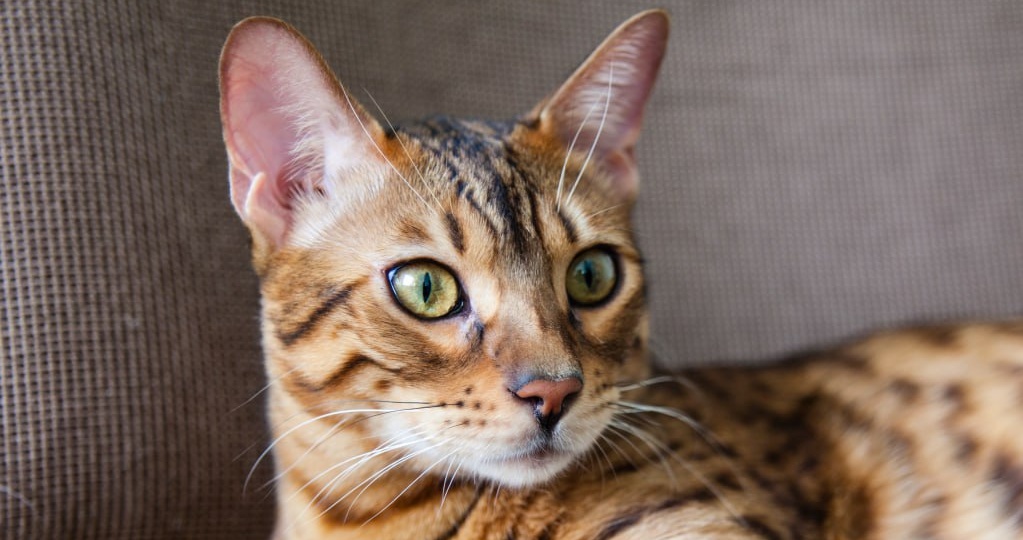 Диагноз «лейкоз» звучит пугающе, особенно когда речь идет о кошке, которая еще вчера выглядела здоровой