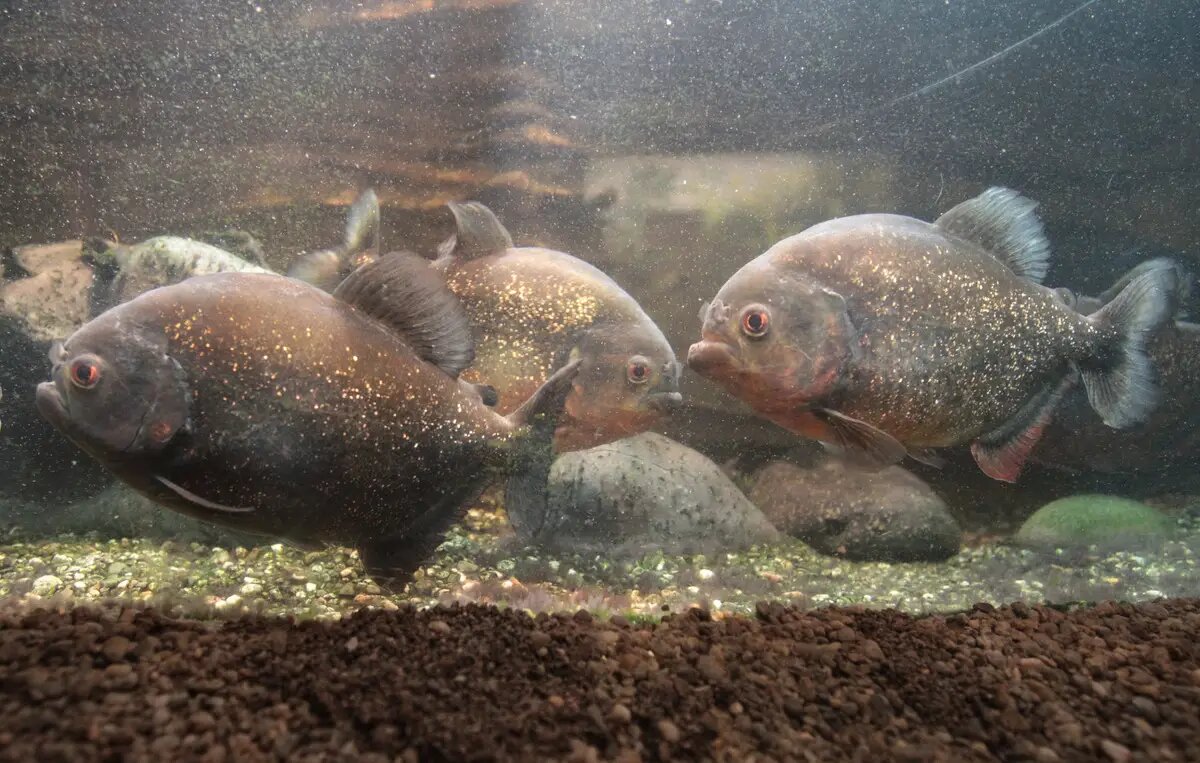     © РИА Новости. Илья Питалев