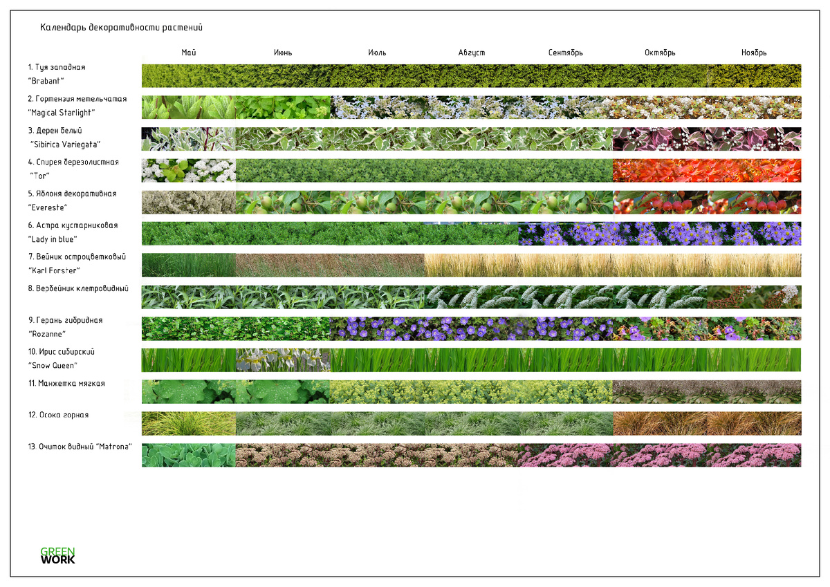 Таблица периода декоративности