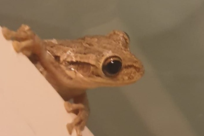 Вот этот милый пришелец – Кубинская квакша! (Фото автора)