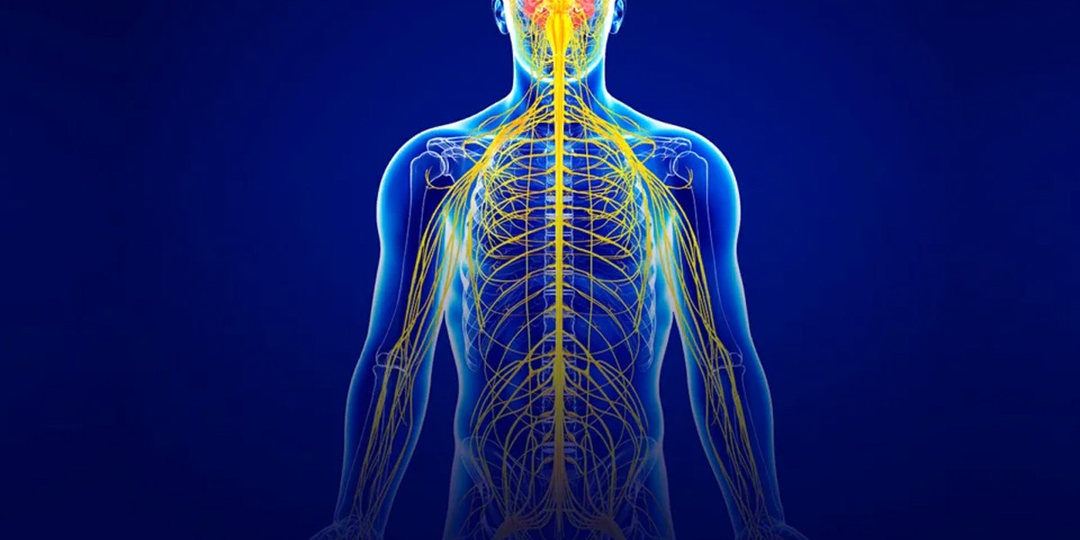 Новая правда о симпатике и парасимпатике