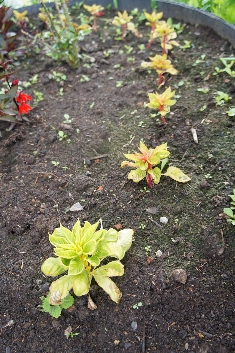 А надежды-то были