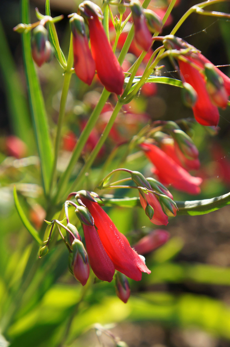 Распустился