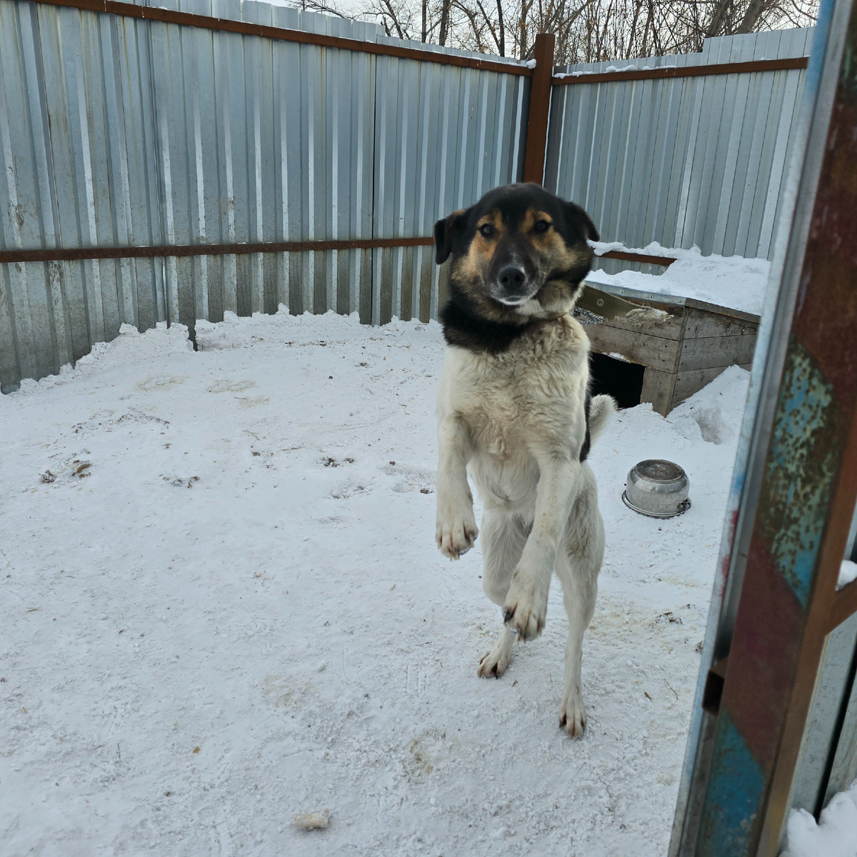 одинокая радость за железным забором зимы