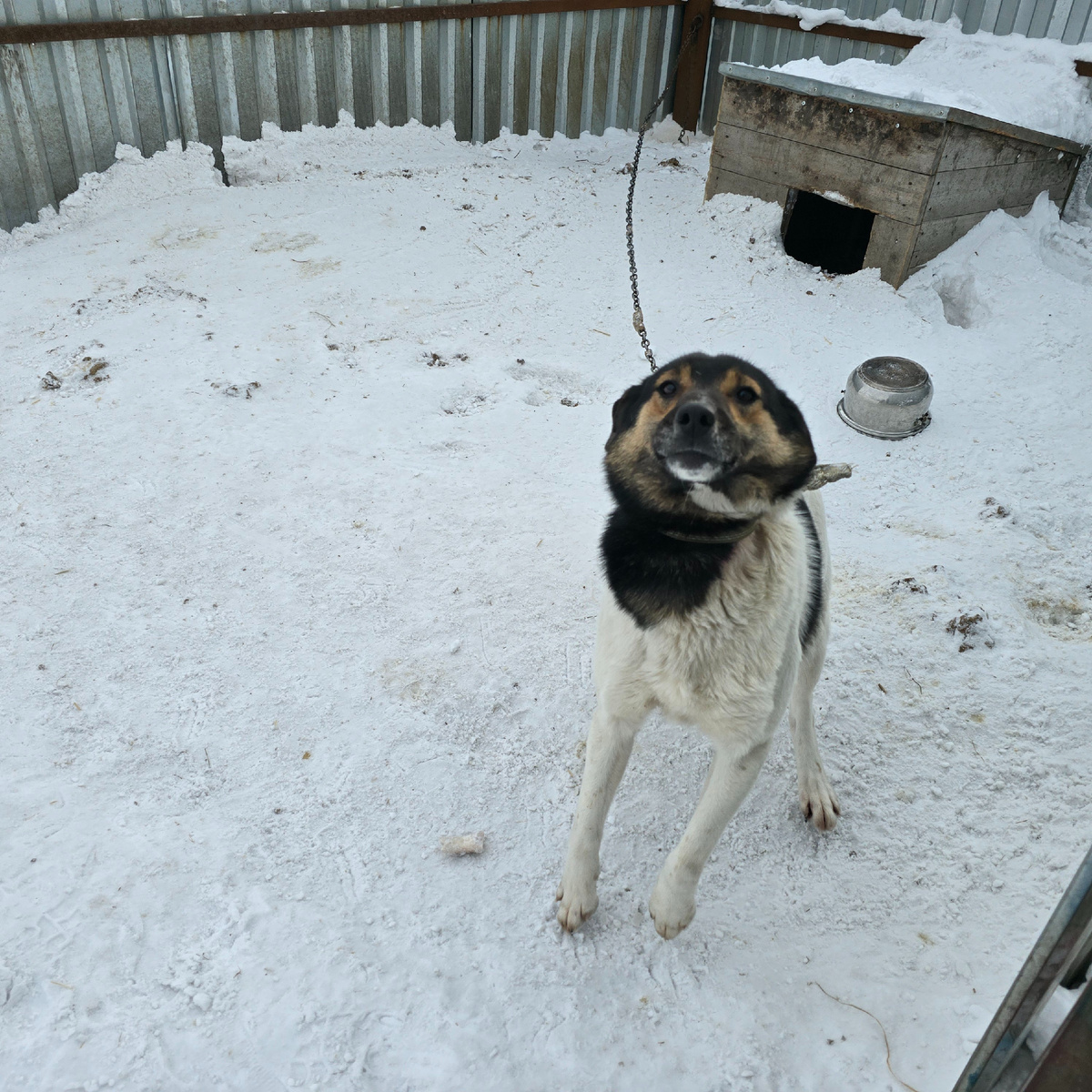 застывший момент ожидания в белом безмолвии