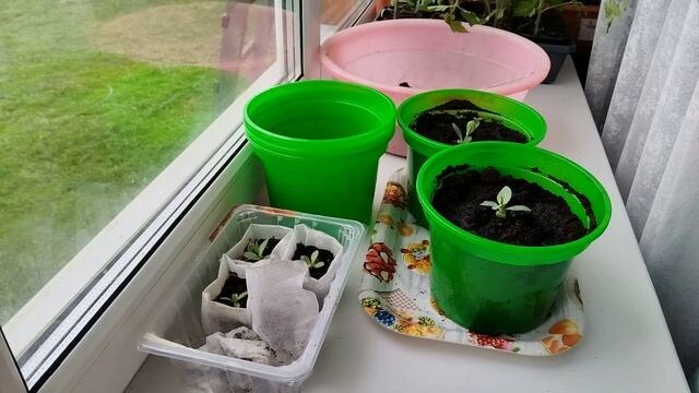 Выращивание эустомы в домашних условиях в горшках.