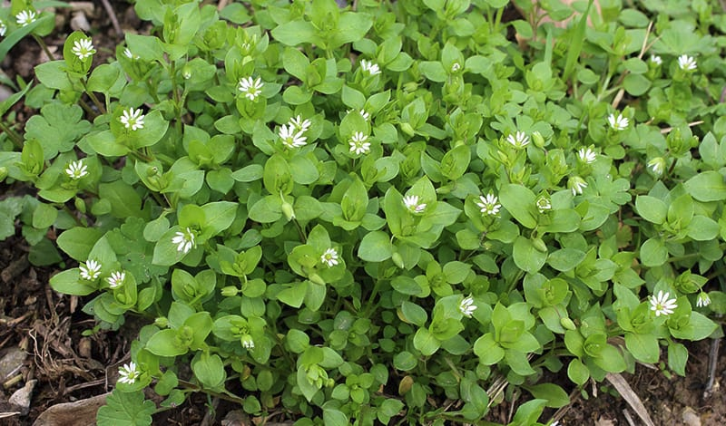 Трава мокрица фото из сети.