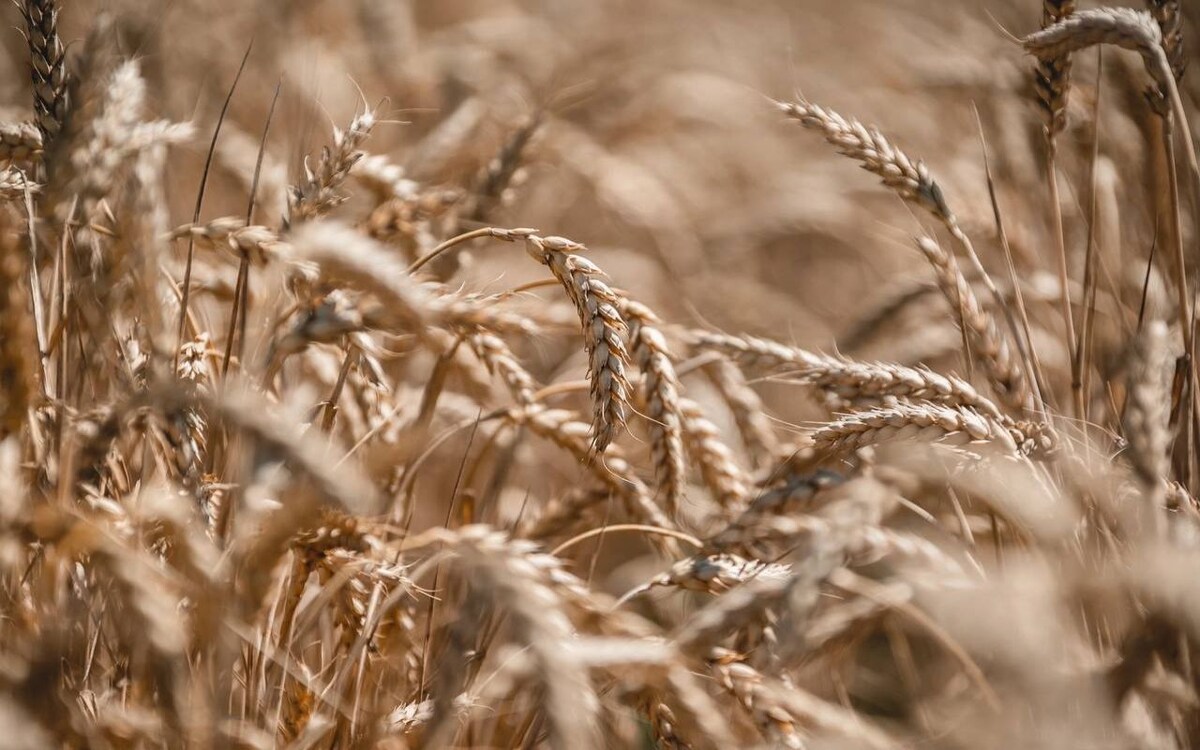    Липецкая область – единственный регион Черноземья, вошедший в пилотный проект по созданию отечественных семян высшего качества фото: правительство Липецкой области