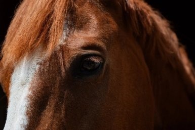 Буцефал, Лошарик, Плотва и даже конь в пальто: знаменитые символы 2026 года  📷
