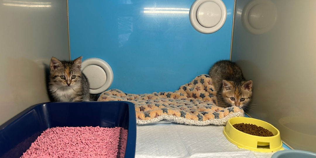 Очень нужен наполнитель тофу для котят!