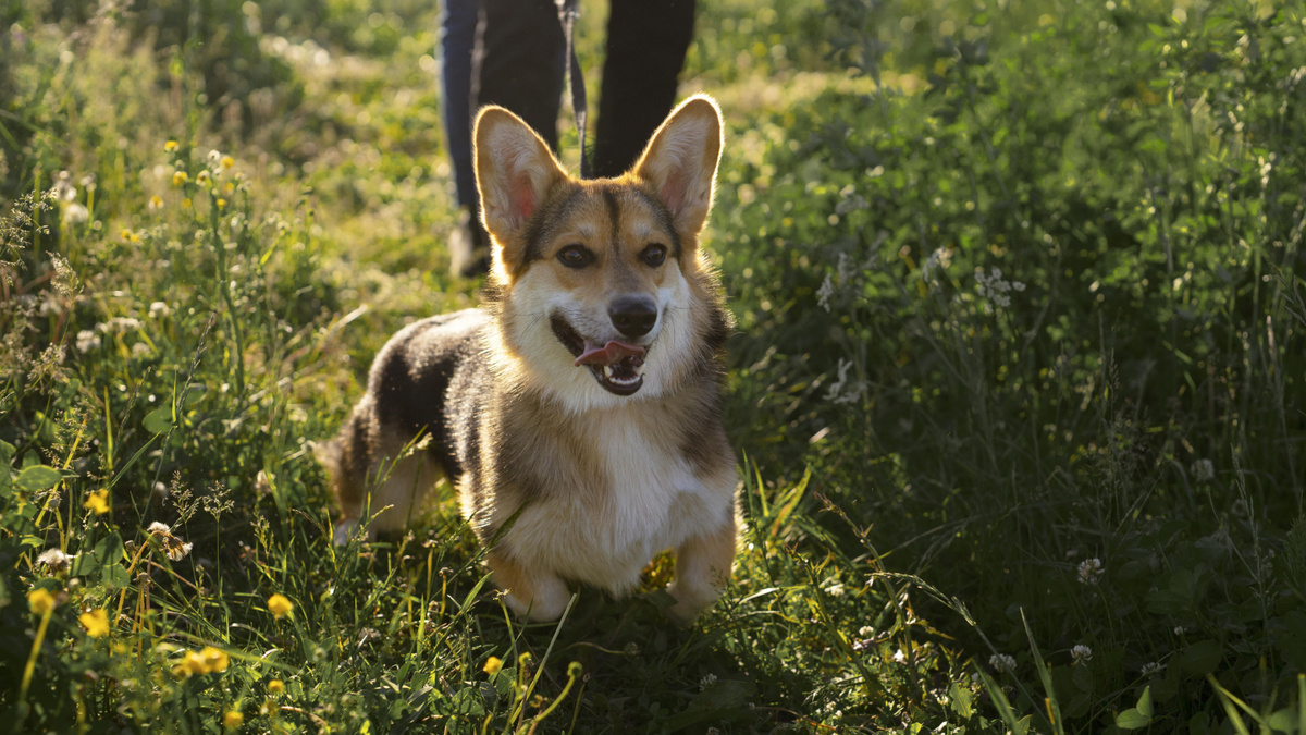 Укладка при встрече это одна из моделей игрового поведения, которого у собак целый арсенал. Фото Freepik