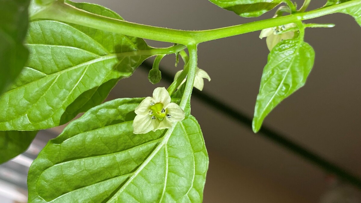 Ну что за красавец