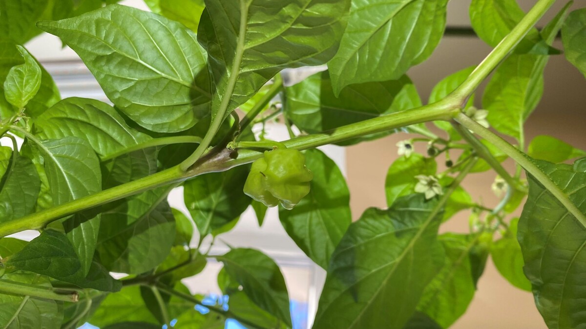 Зачатки следующего урожая