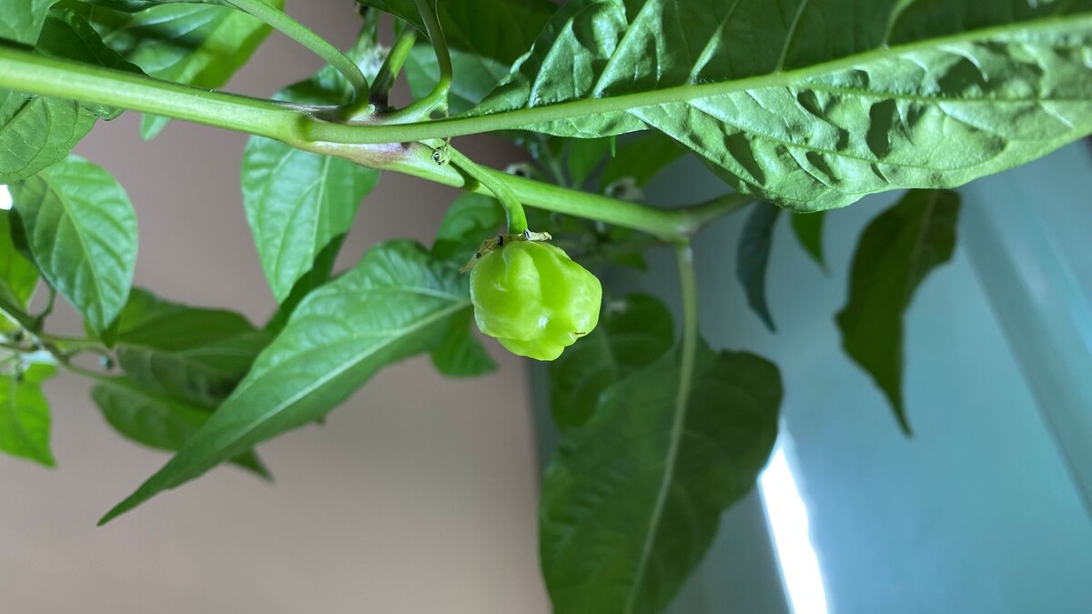 И этот тоже в копилку