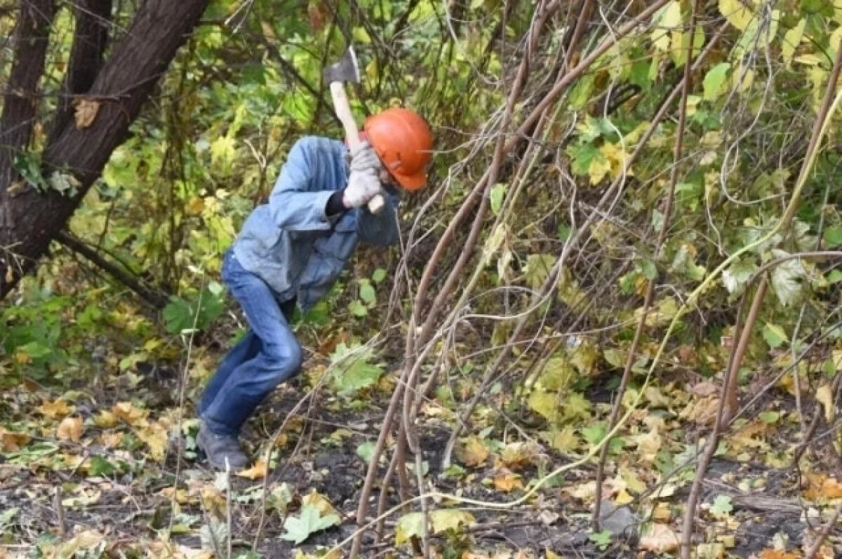    В Ульяновске объявили войну американскому клёну и борщевику Сосновского