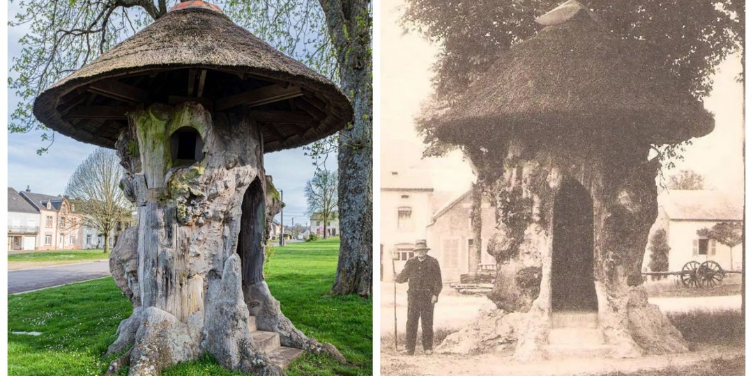 600-летний дом-вяз, который побывал липой и принял участие в выставках