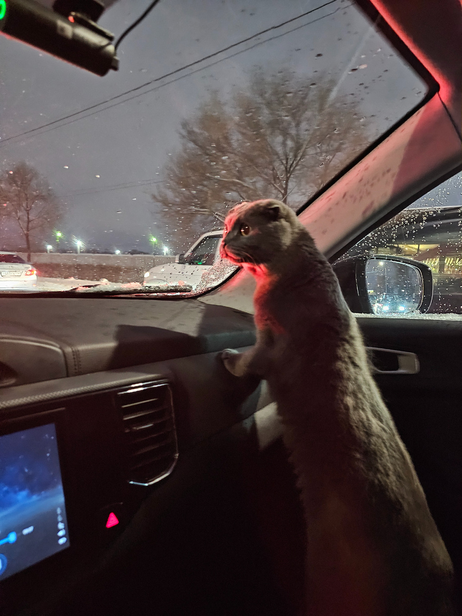 Грей в машине