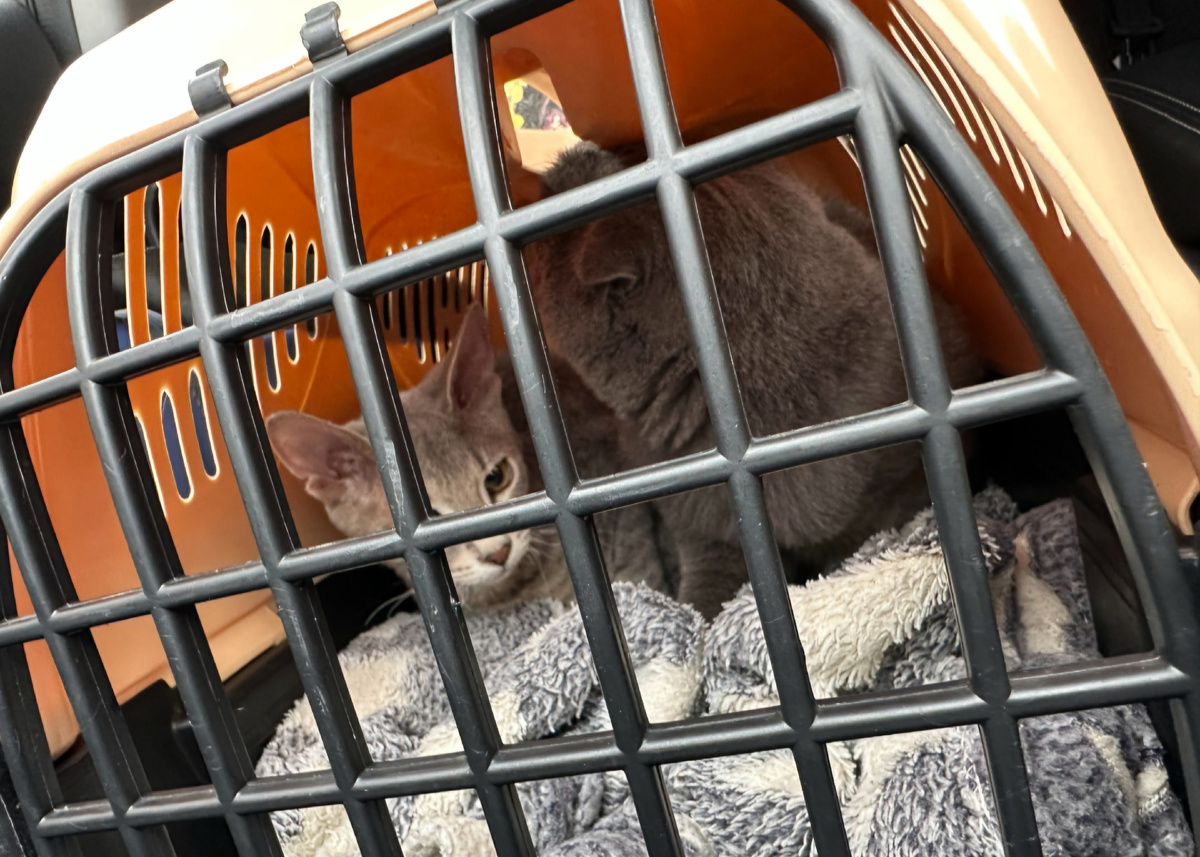 Грей и Локи в переноске 