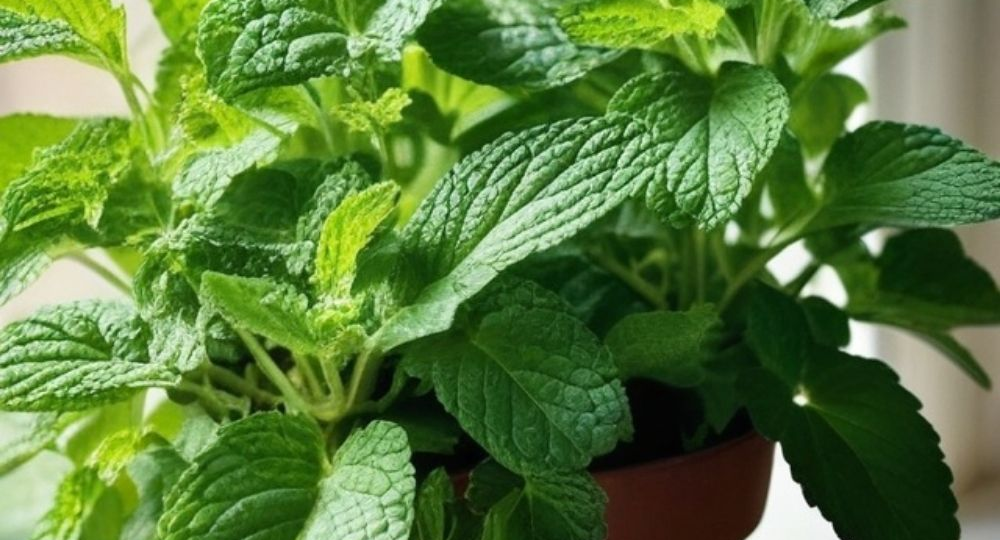 Дуэт ароматов: как отличить мяту от мелиссы и где им самое место в саду и на кухне