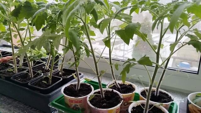 Благоприятные дни для посева семян в феврале 2026.