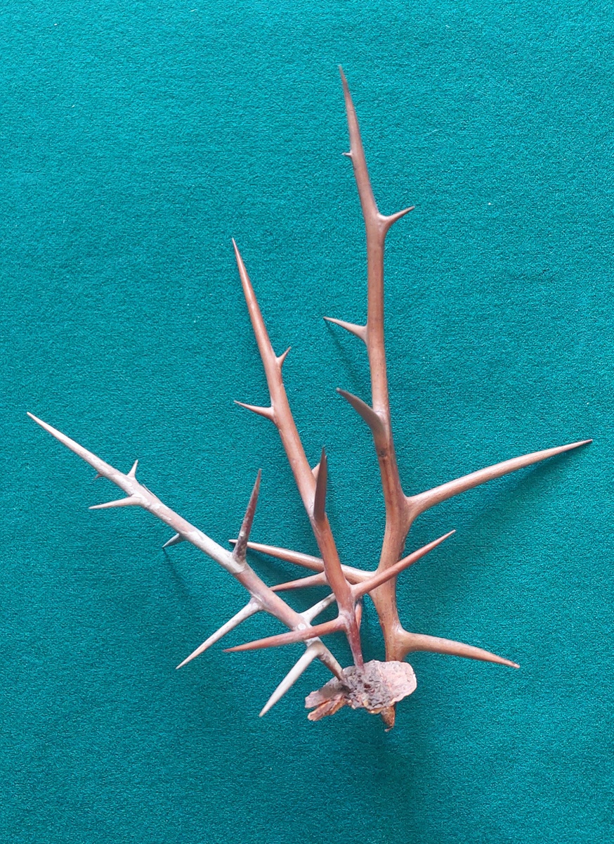 Колючки гледичии трехколючковой. Из фондов Зоологического музея и гербария.