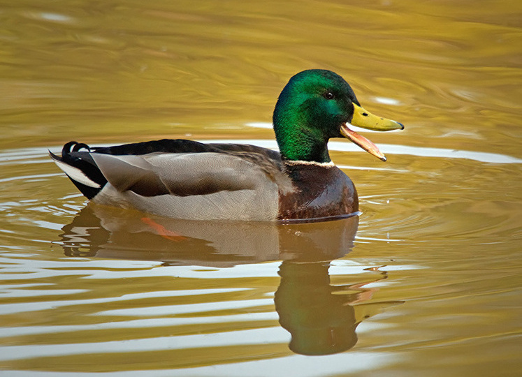 Внимание! Изменения в законах об оружии в России на начало 2026 года