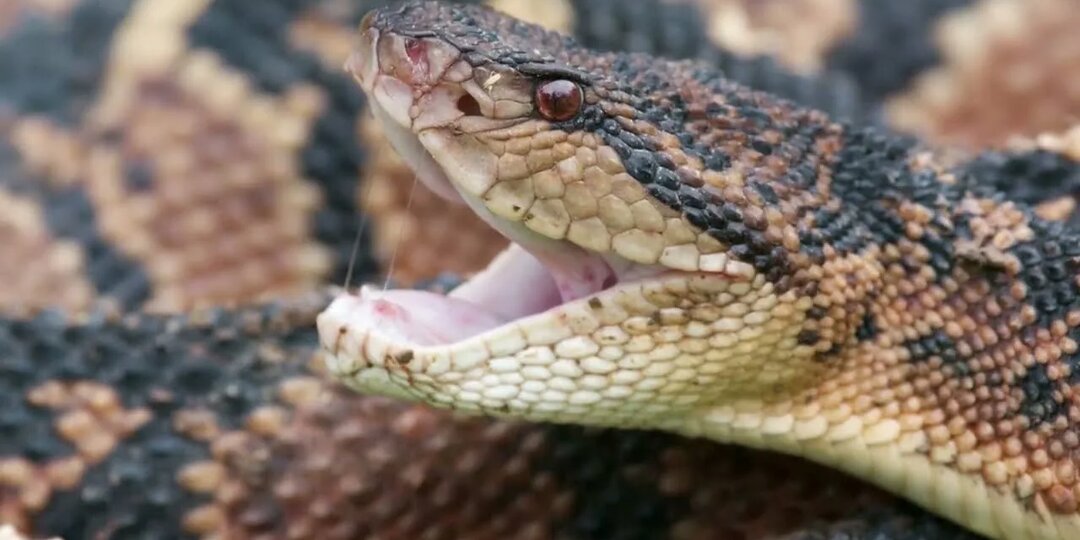 Бушмейстер