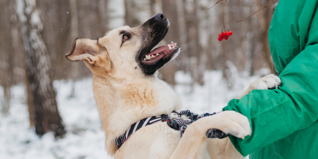 О чём говорит ваш пёс? Язык тела собак.