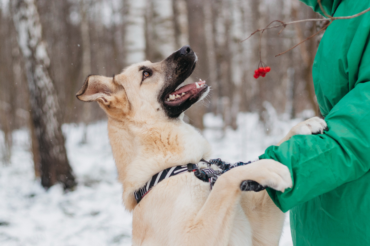 Красавица Алекса передаёт, что знание сигналов примирения — ключ к полному взаимпониманию между человеком и собакой