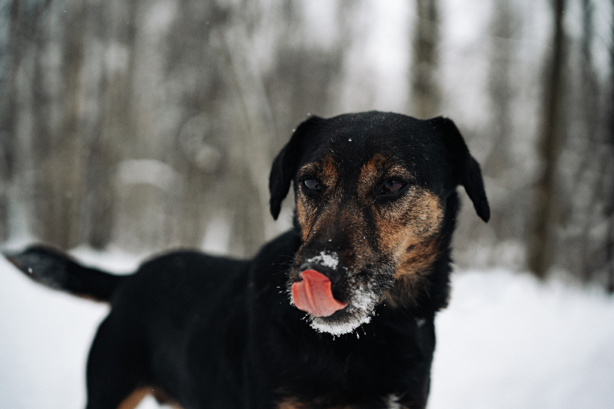Какой сигнал примирения показывает Рональд?