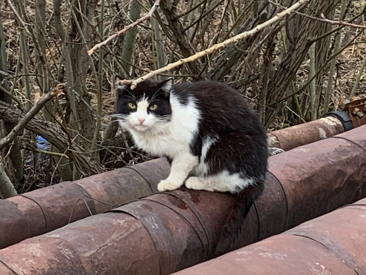 Трубы, которые спасли много выброшенных на улицу питомцев