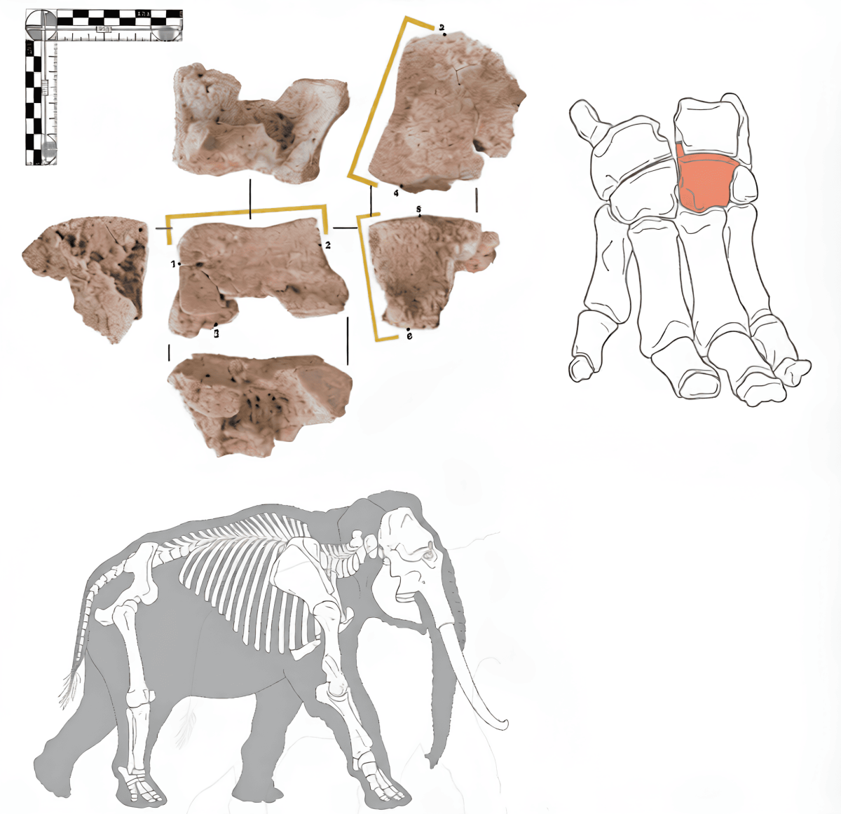    Обнаруженная Кордове кость слона, ее анатомическое положение и положение в общей структуре скелета / © Journal of Archaeological Science: Reports