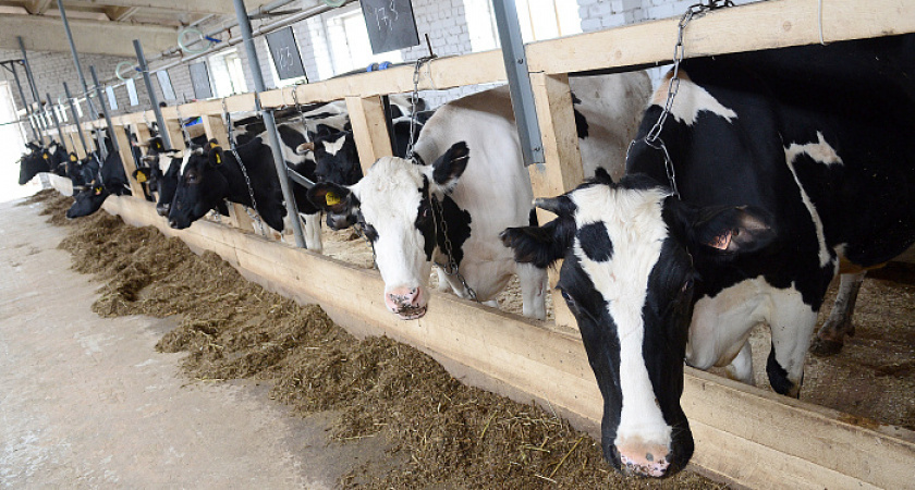    Фото правительства Кировской области