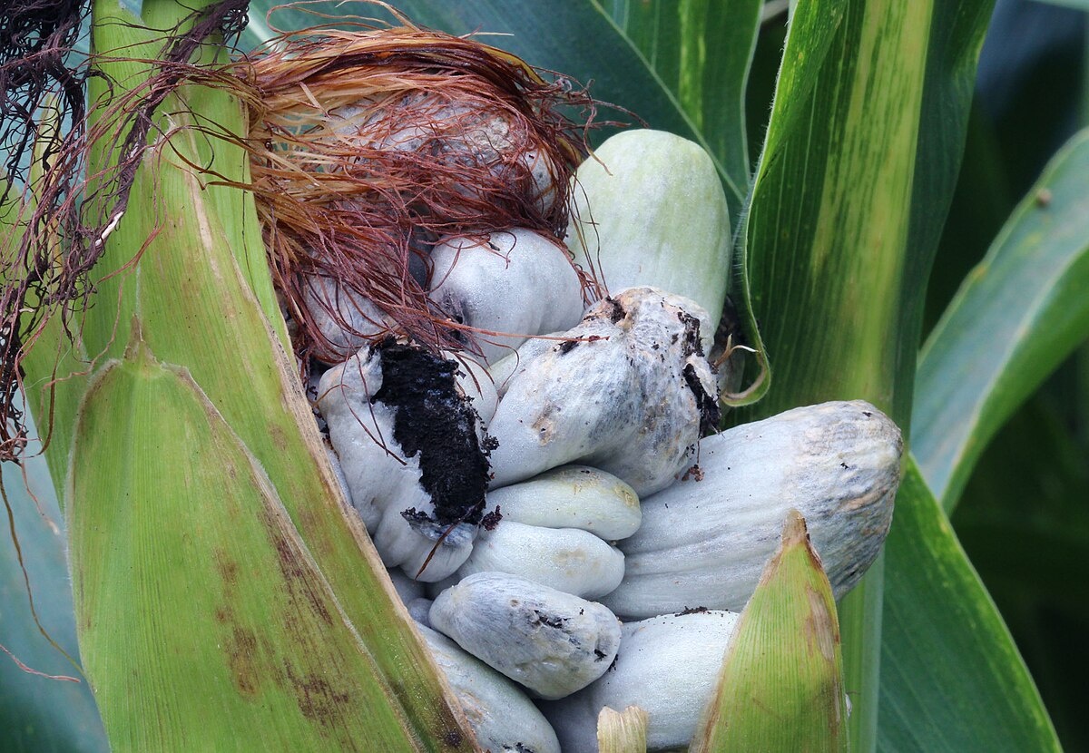 Головня (запузырилась)