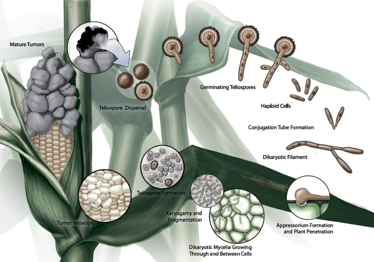 Таким вот образом эта пакость развивается