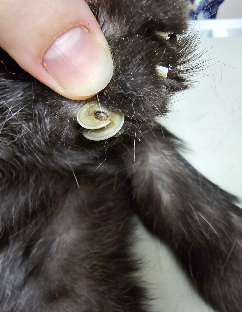 Последствия НЕ СТРИЖКИ когтей