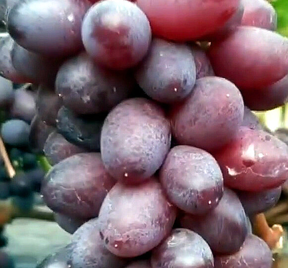 Кишмиш Юпитер — морозостойкий виноград для Средней полосы России на все случаи жизни