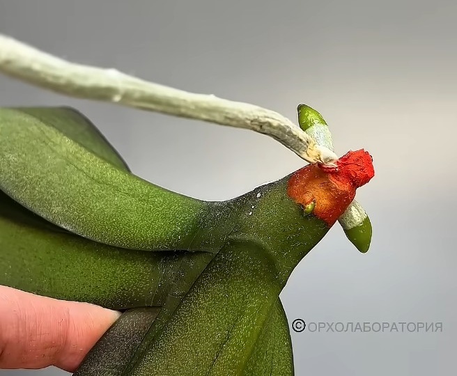 ЖАЛЕЮ, ЧТО не знала об этом раньше . ТОП 3 ПРЕПАРАТА для ЦВЕТОЧНОЙ АПТЕЧКИ