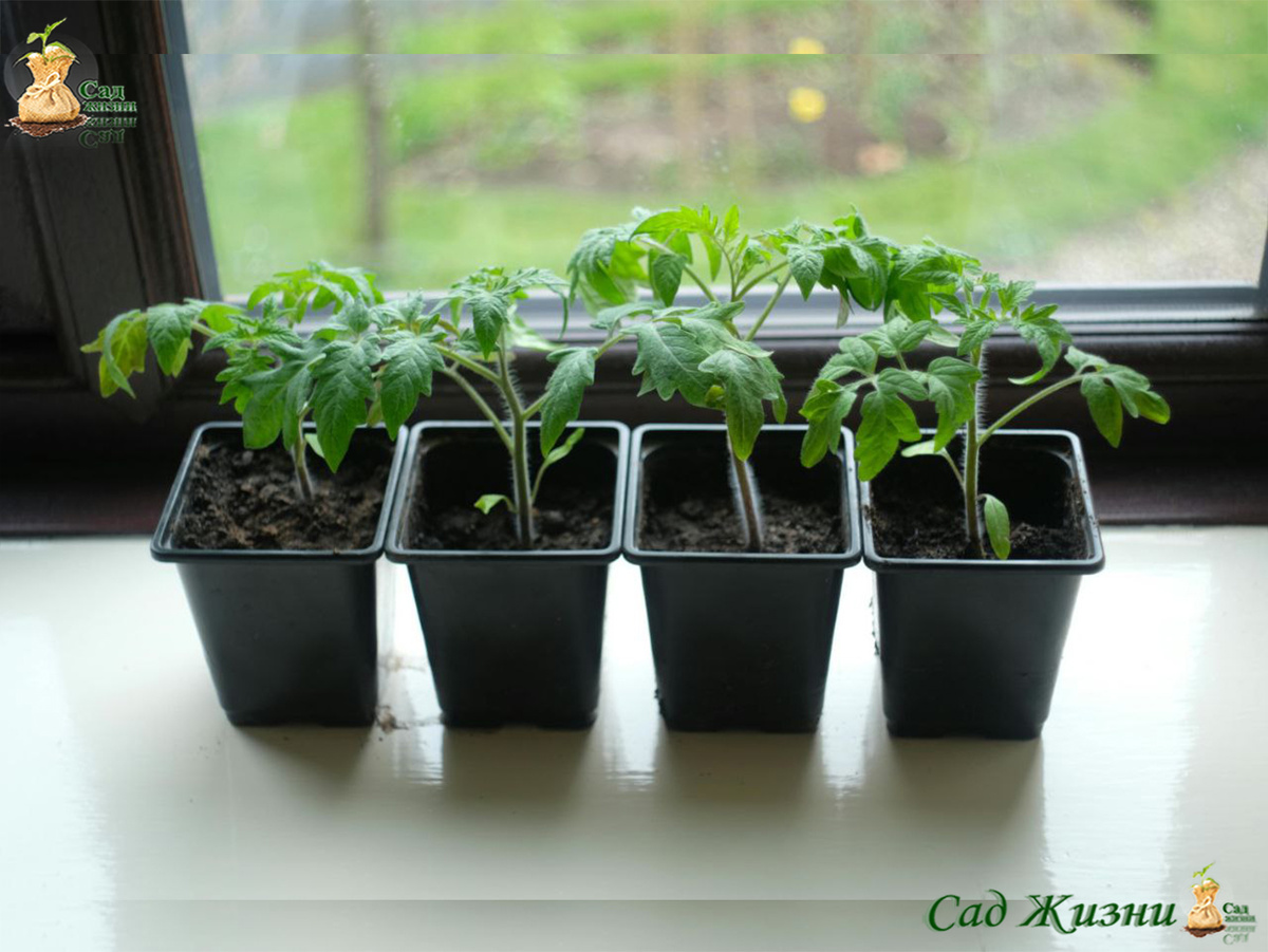 Здоровая рассада не нуждается в «чудо-подкормках» — ей важнее свет, тепло и питание по норме