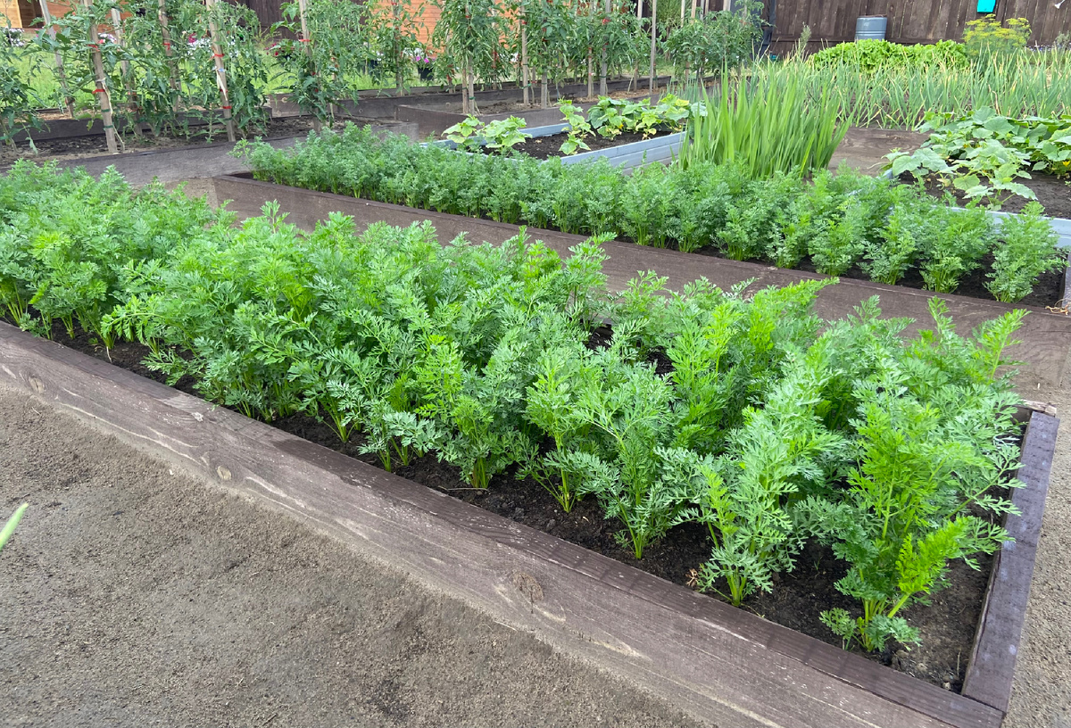 морковь 2025 г.