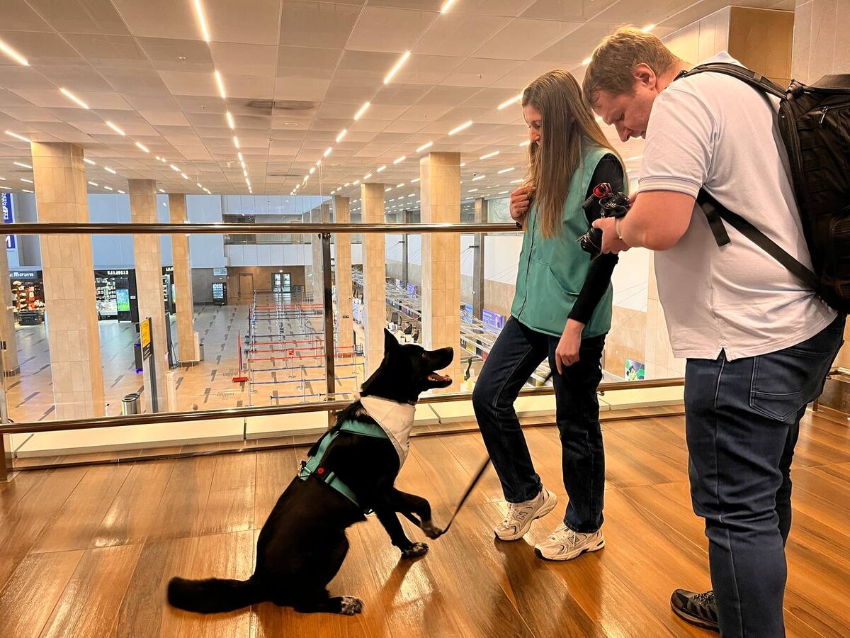     В красноярском аэропорту на работу вышли четвероногие сотрудники