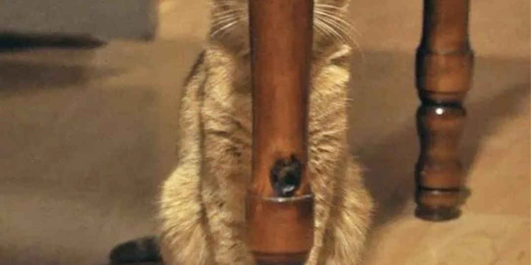 Найди меня, если сможешь. 9 смешных котов и их игры в прятки