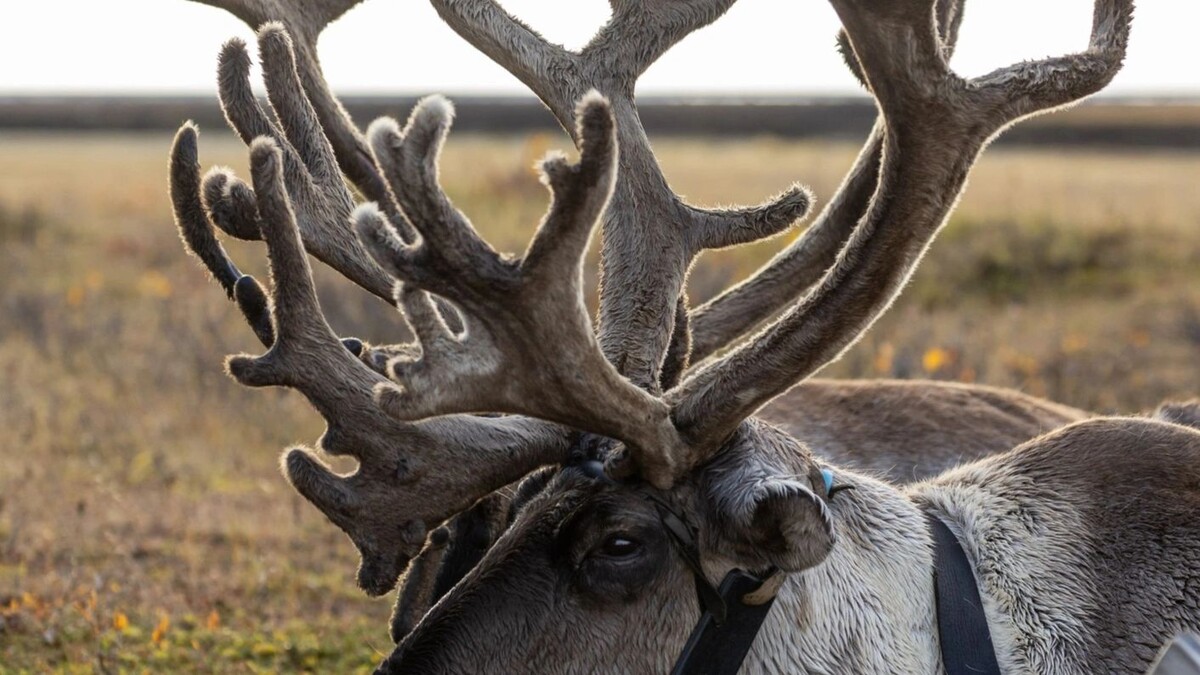    Фото: Федор Воронов/«Ямал-Медиа»