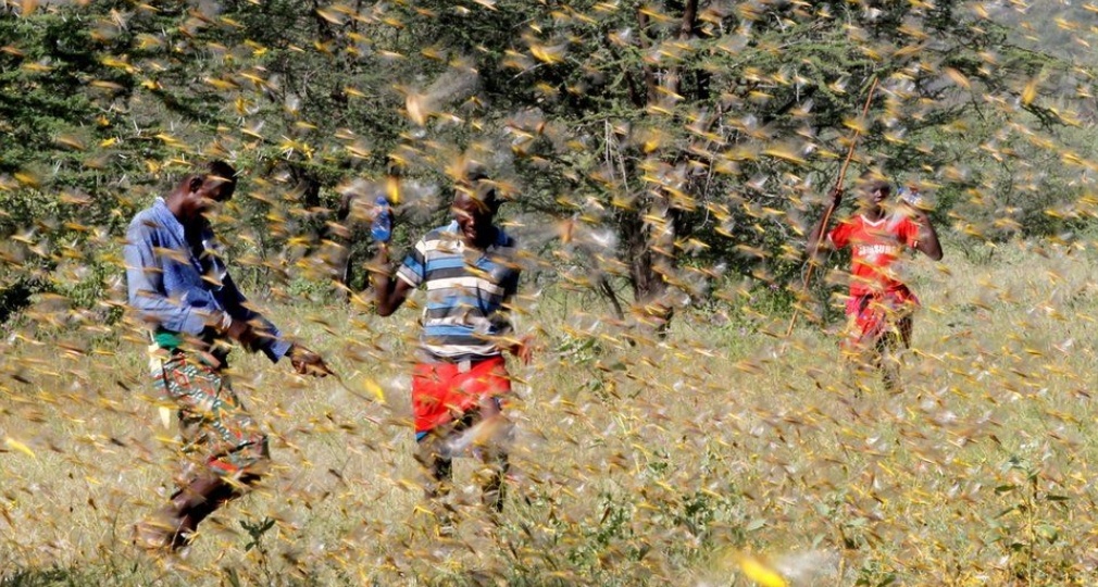 Как Бали борется с полчищами мух: что случилось в Кинтамани и когда все нормализуется