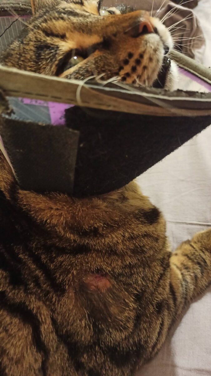 Раны, полученные в борьбе с конкурентами.