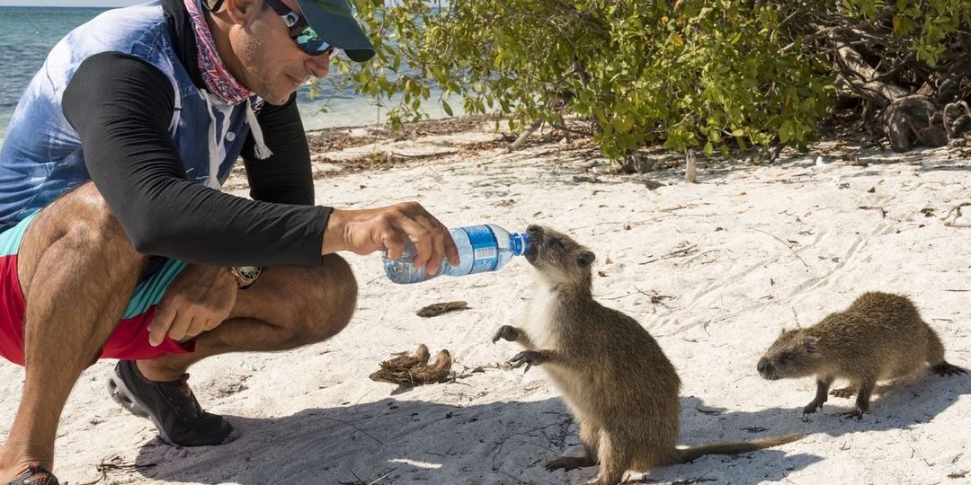 Кубинская хутия: Мини-капибары. Добрые, ласковые, но люди про них не знают