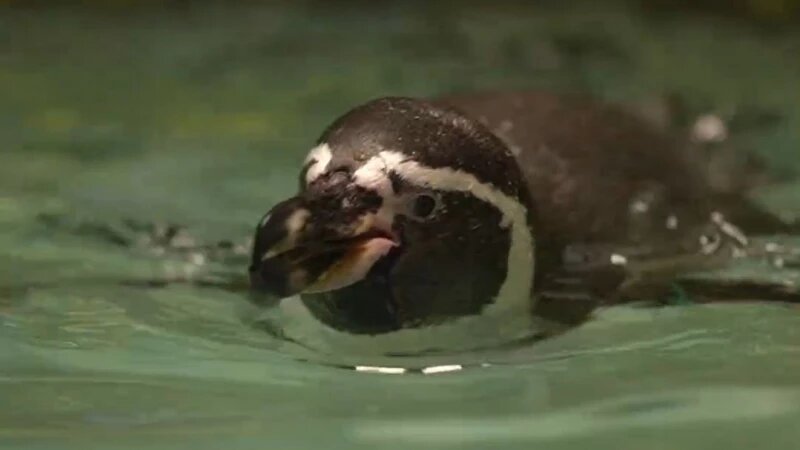     Пингвин Новосибирский зоопарк