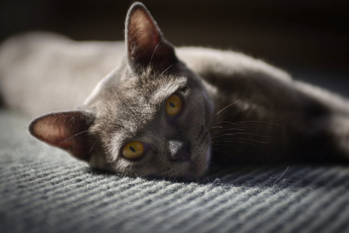    Рассказываем о двух популярных пород кошек, которые часто вызывают путаницу.