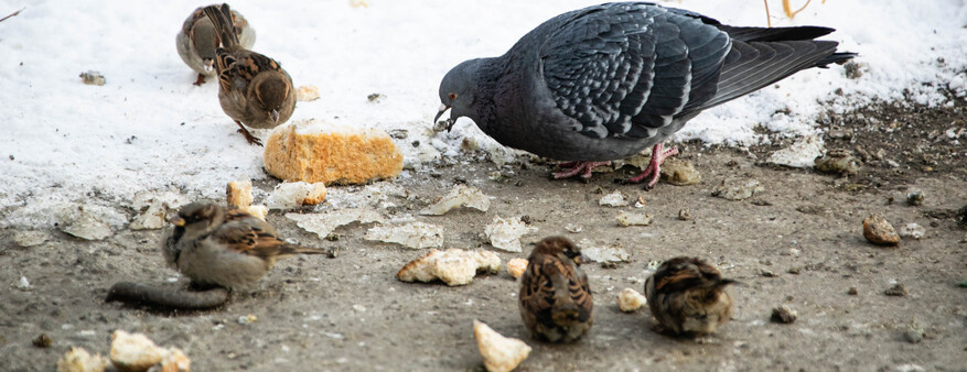 Школьникам, которые помогут подсчитать воробьев в Сургуте, добавят баллов к ЕГЭ